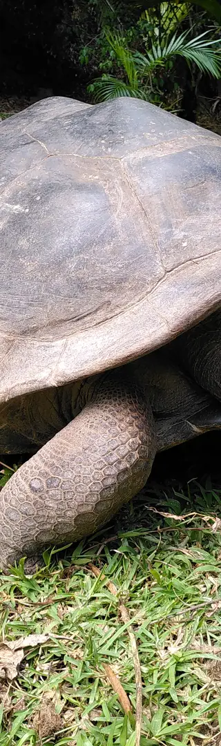 Aldabra-Riesenschildkröte